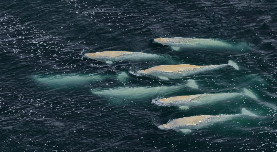 Охотское море касатки