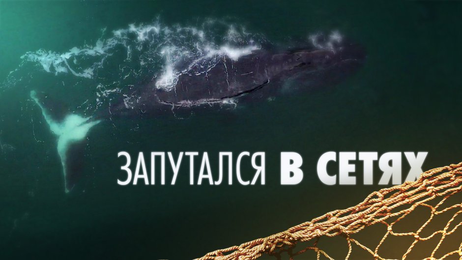 Морская Белуга в Чукотском море