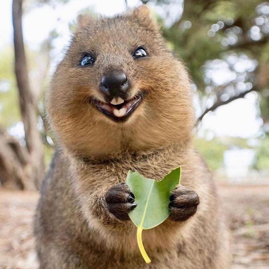 Коала и Ленивец