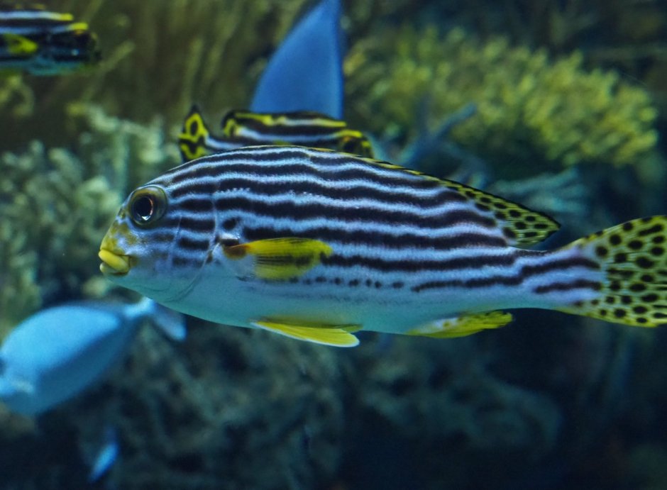 Plectorhinchus vittatus