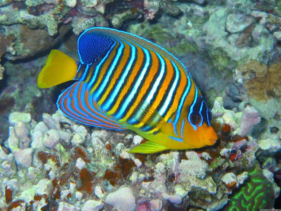 Acanthurus triostegus