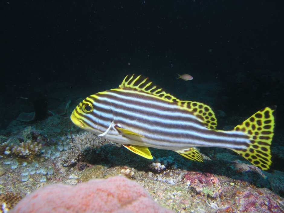 Сладкогуб Восточный Plectorhinchus vittatus