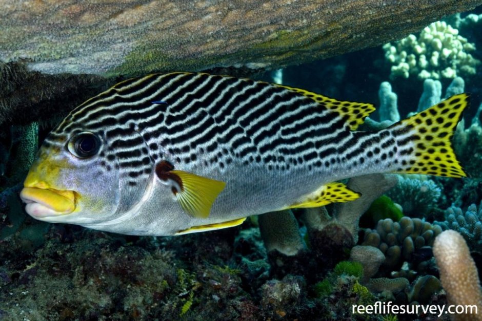 Plectorhinchus lineatus