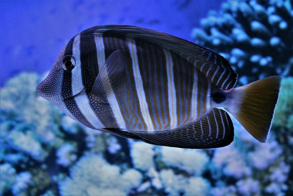 Balistoides conspicillum (спинорог-клоун)