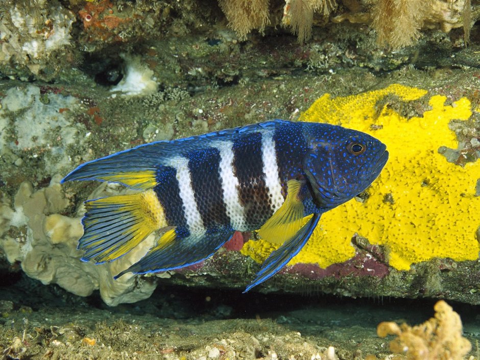 Plectorhinchus chaetodonoides (сладкогуб- Арлекин/плекторинх пятнистый)