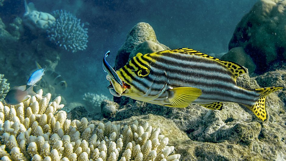 Plectorhinchus vittatus