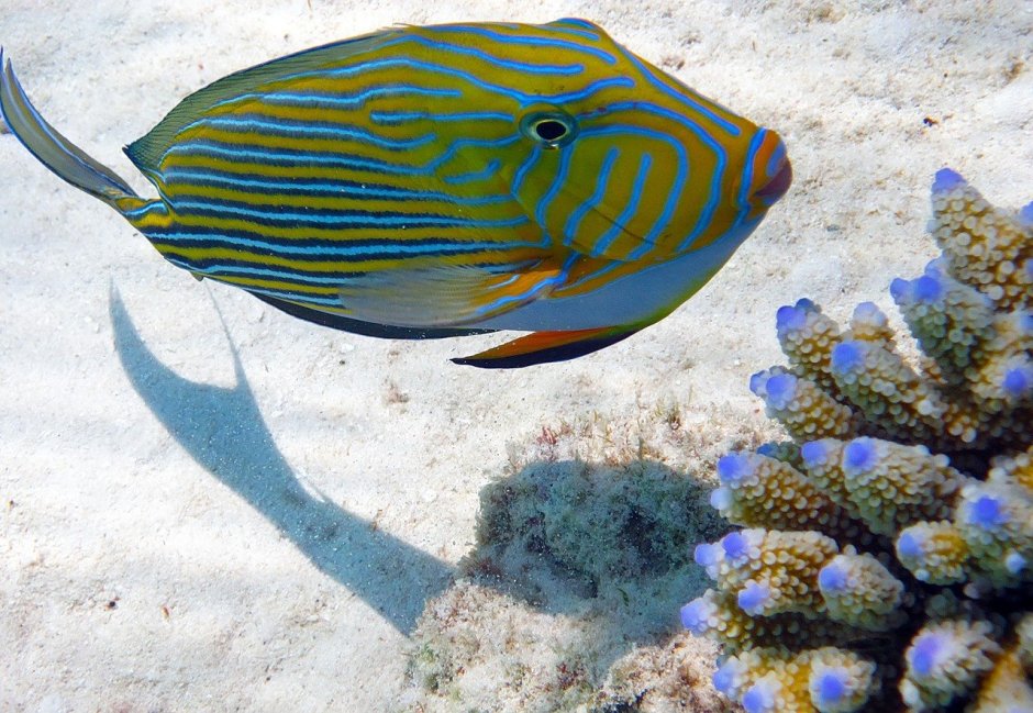 Acanthurus lineatus