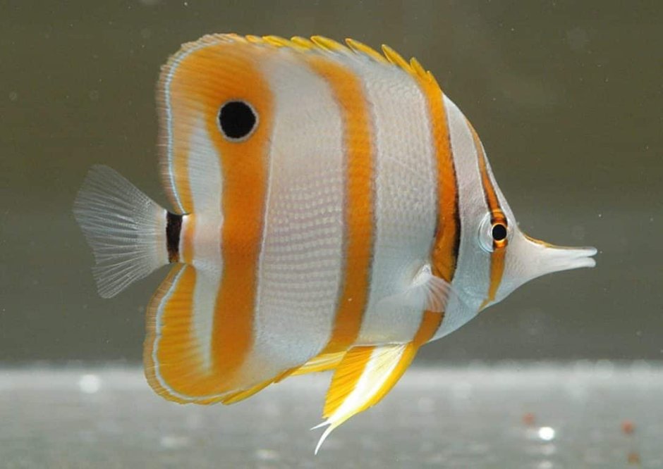 Plectorhinchus vittatus