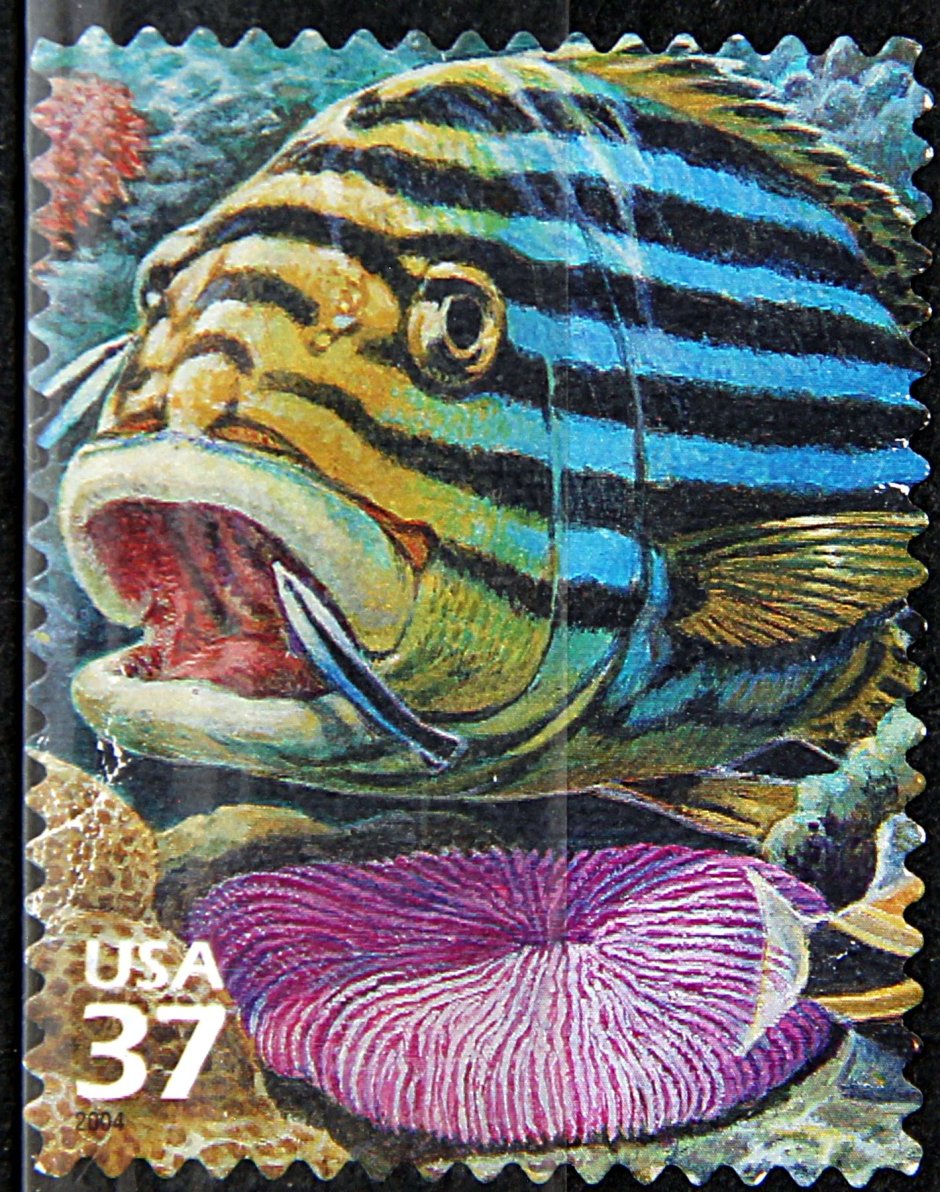 Plectorhinchus lineatus PNG