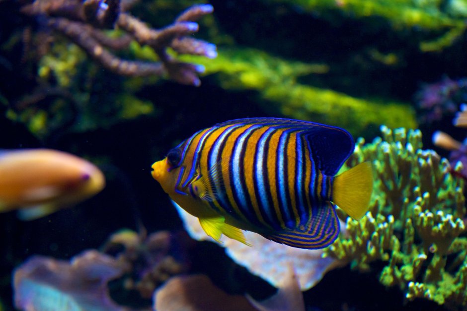 Plectorhinchus polytaenia
