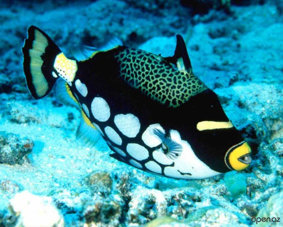 Meiacanthus grammistes