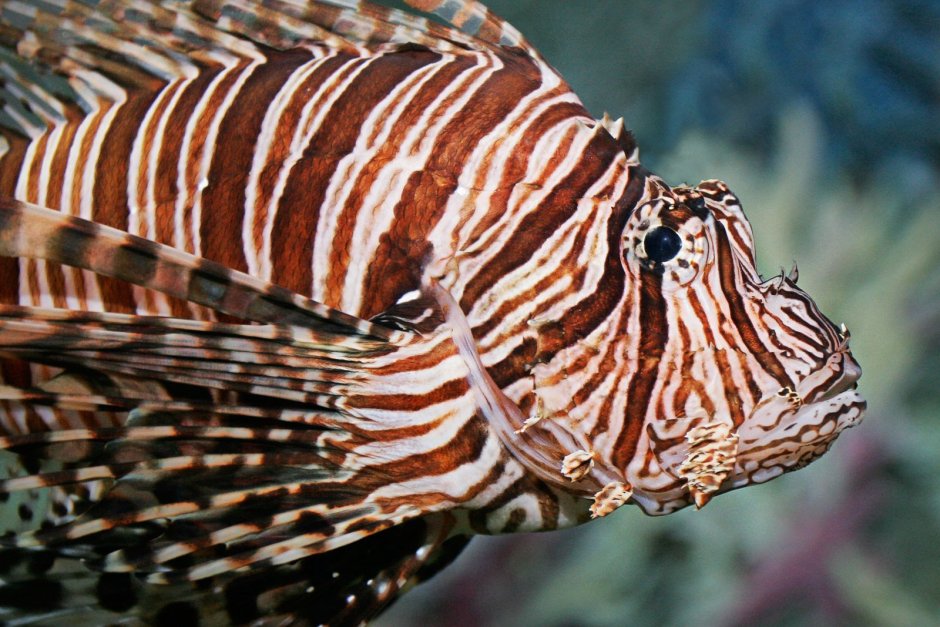 Plectorhinchus vittatus