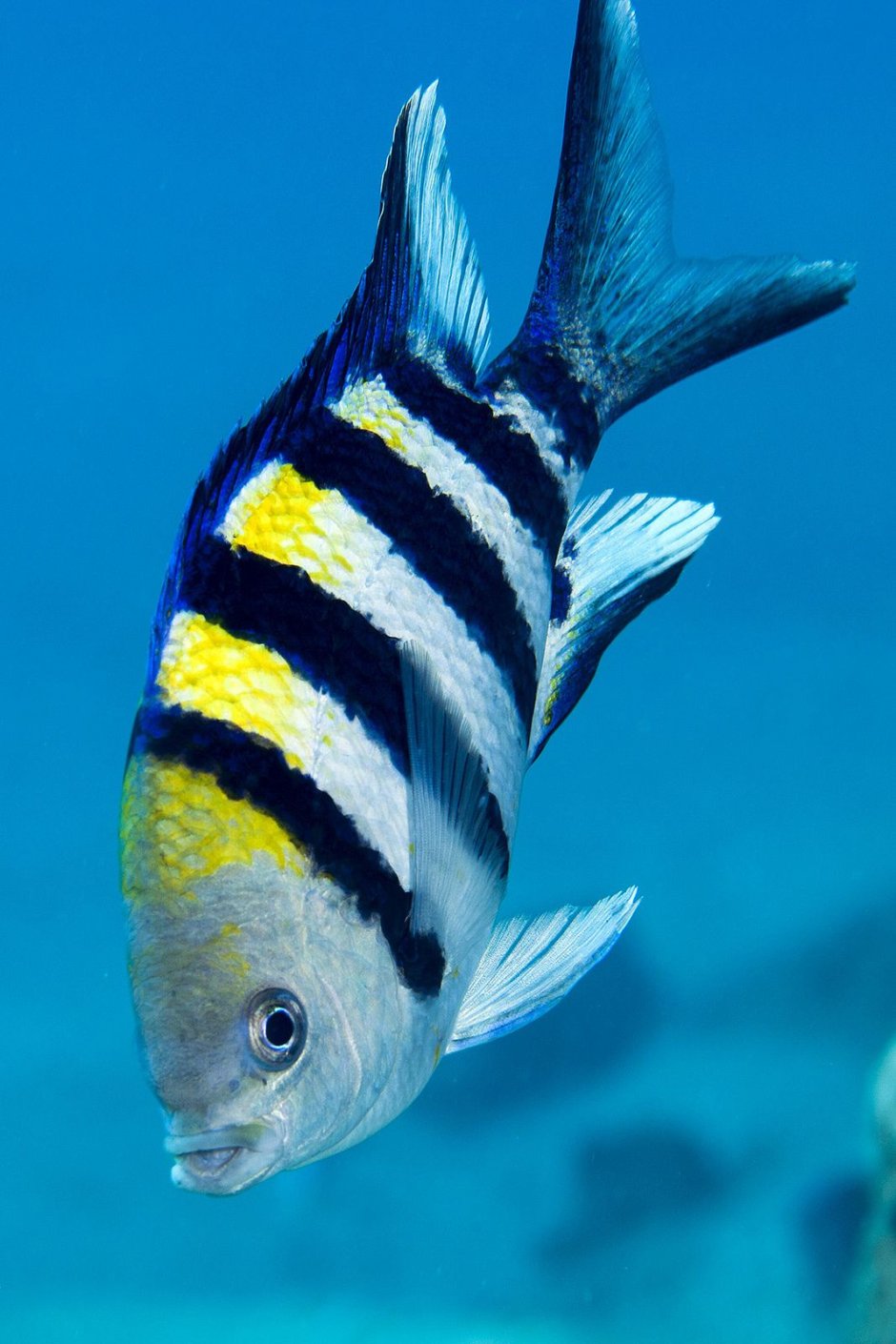Acanthurus lineatus