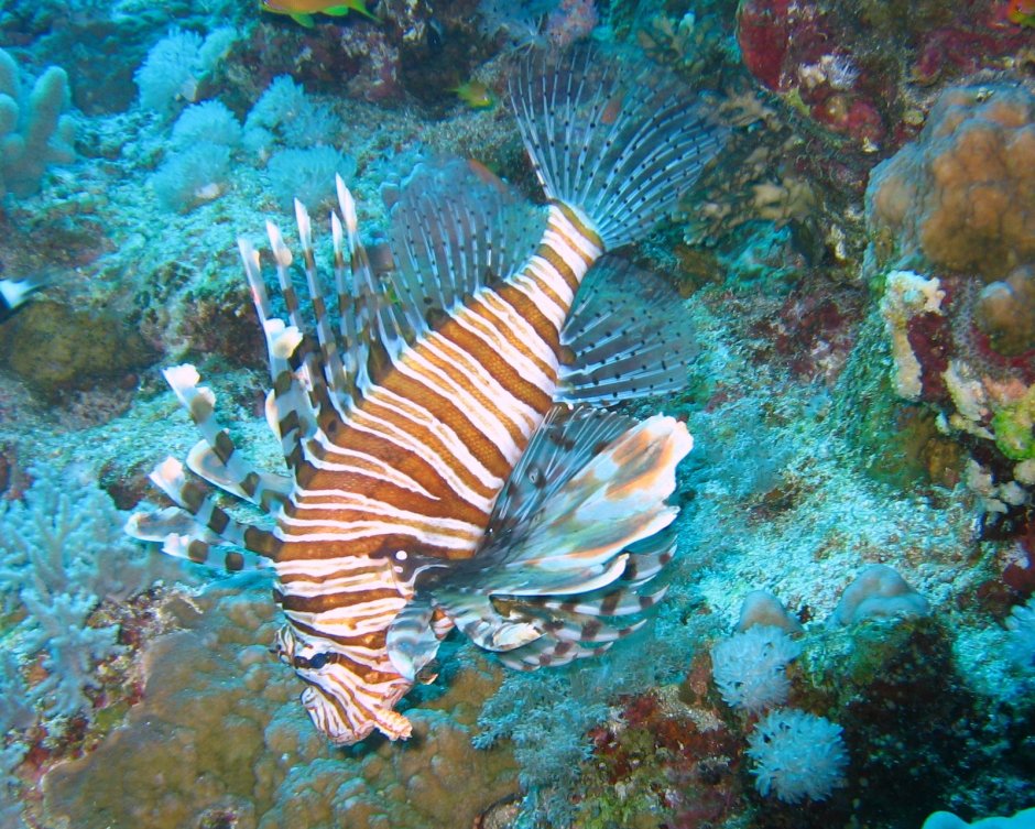 Plectorhinchus orientalis