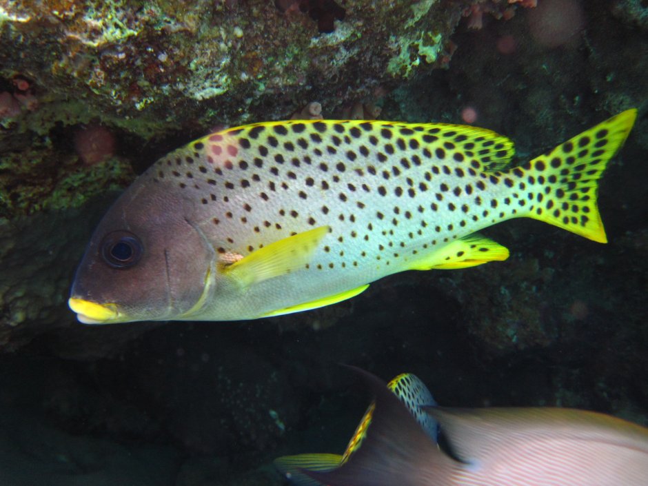 Ангел Императорский Pomacanthus Imperator