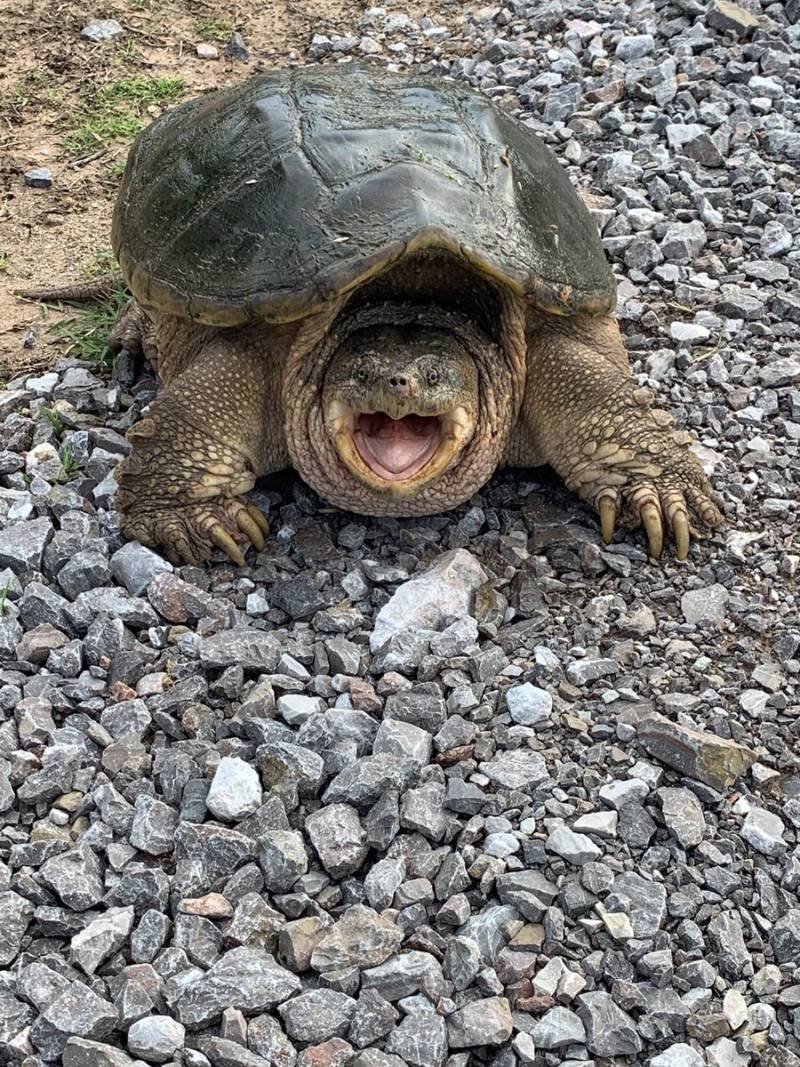 Гигантская грифовая черепаха