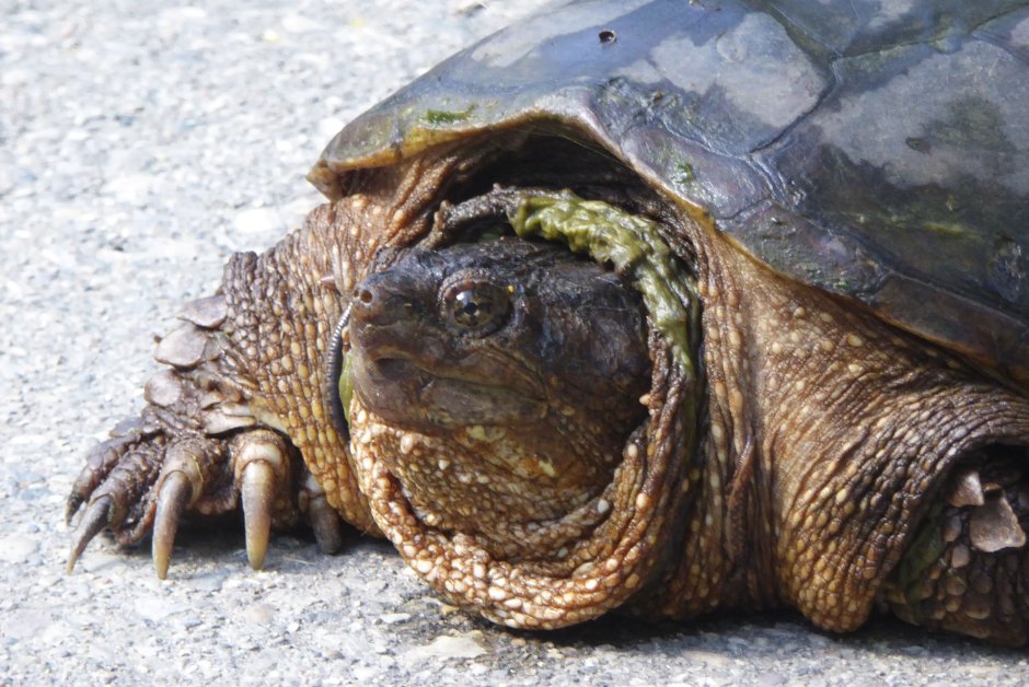 Грифовая черепаха детеныш