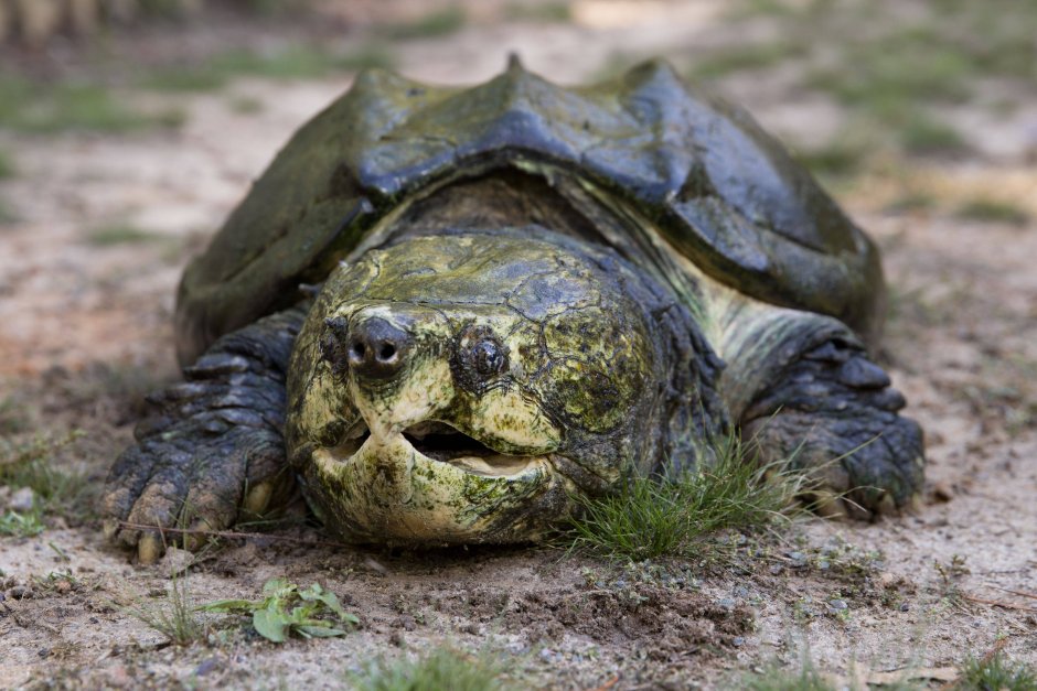 Грифовая черепаха