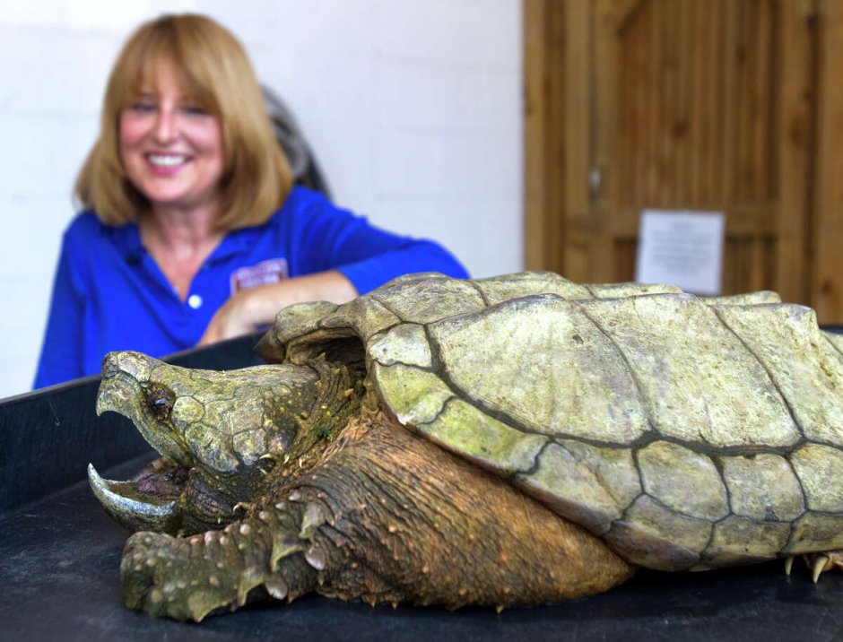 Опасные черепахи грифовая