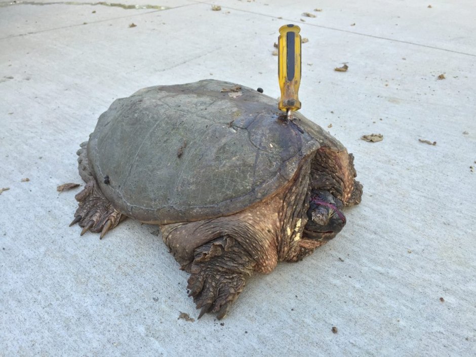 Милая черепашка