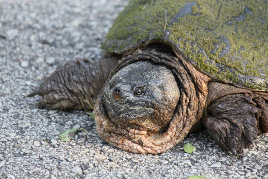 Каймановая и красноухая черепаха