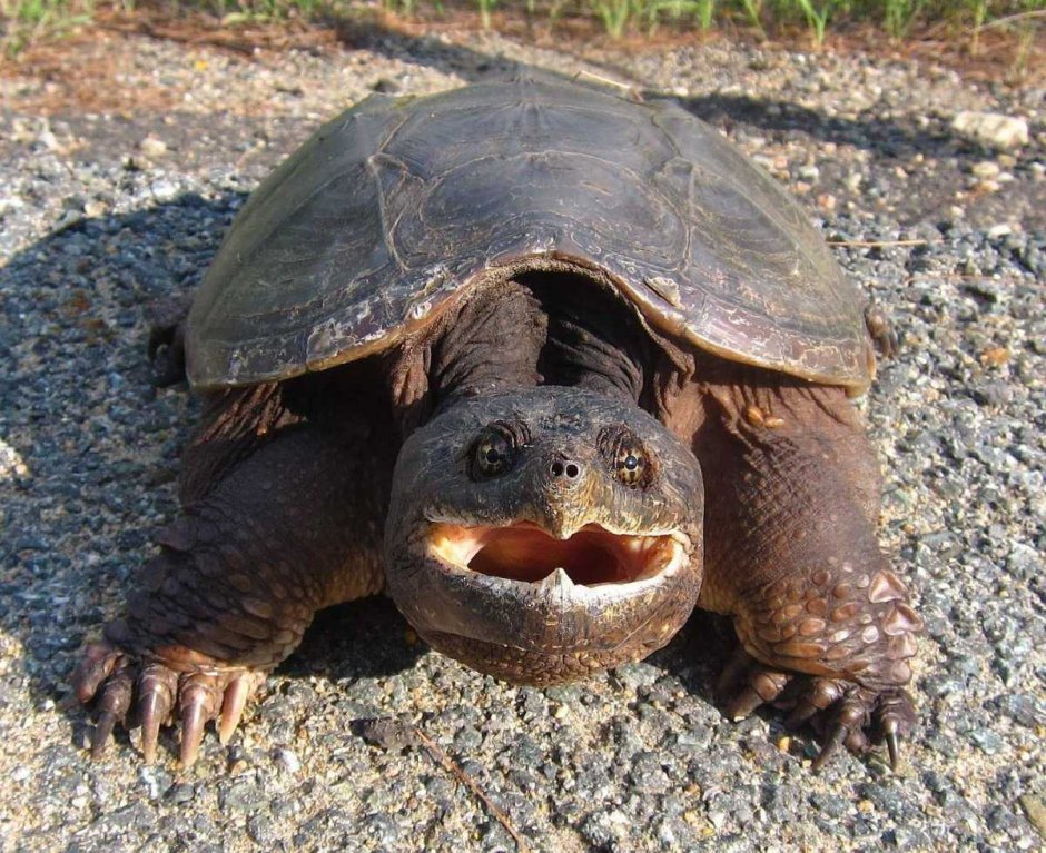 Каймановая и грифовая черепаха