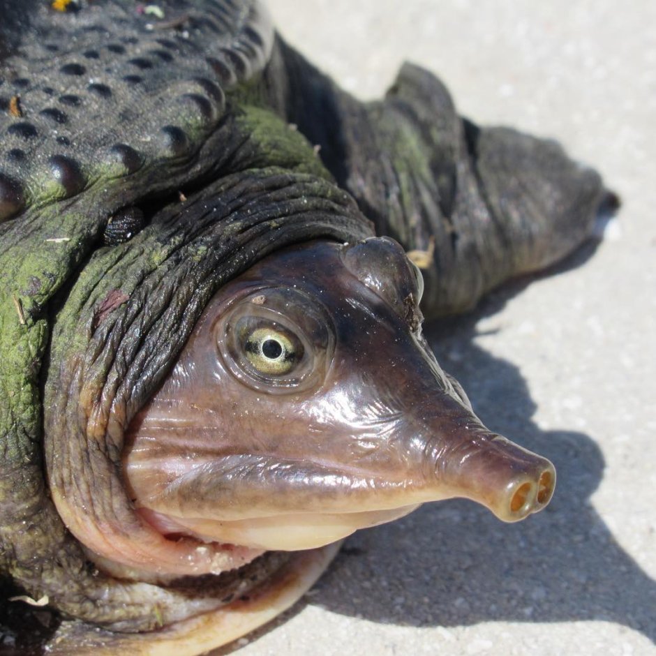 Грифовая черепаха