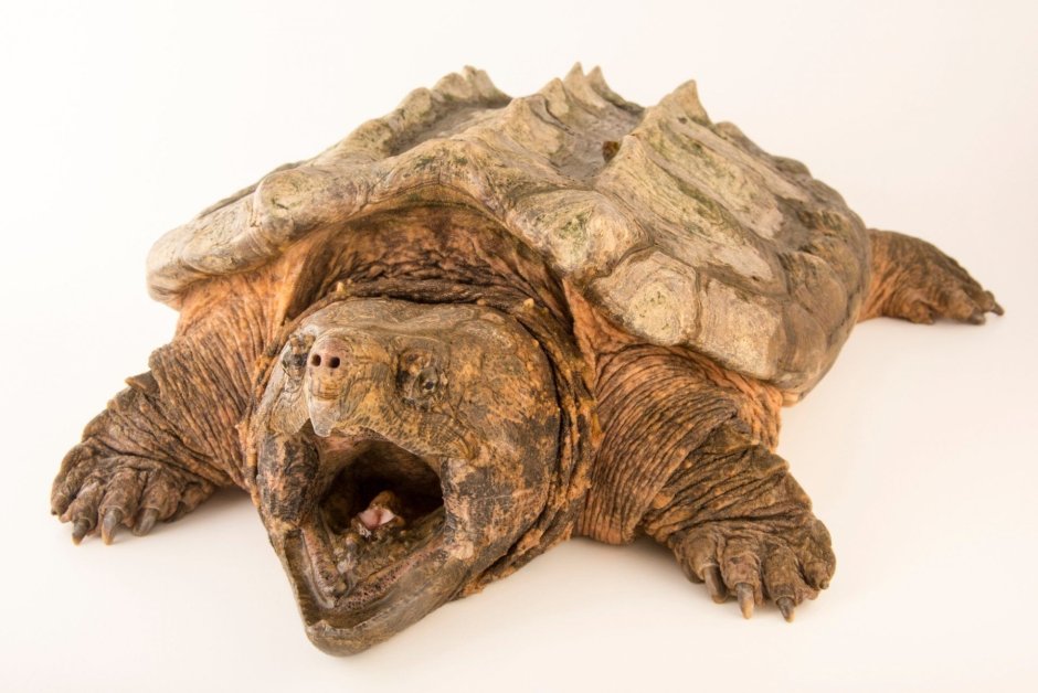 Грифовая черепаха Каймановая черепаха