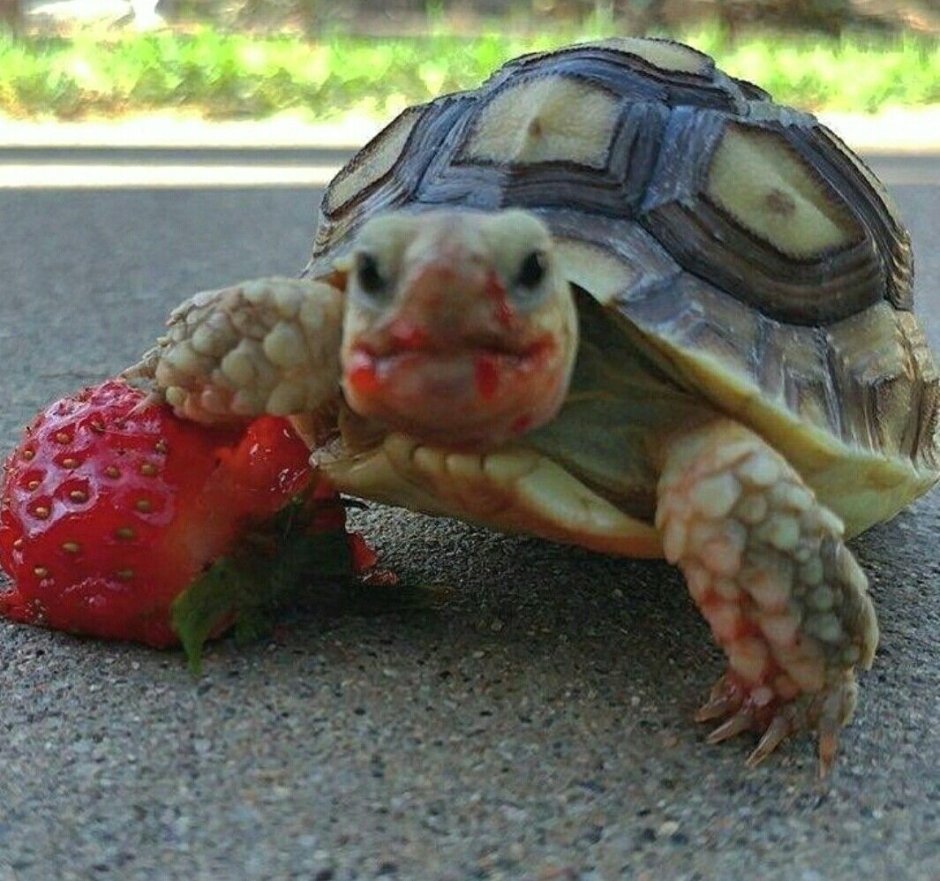 Древняя морская черепаха