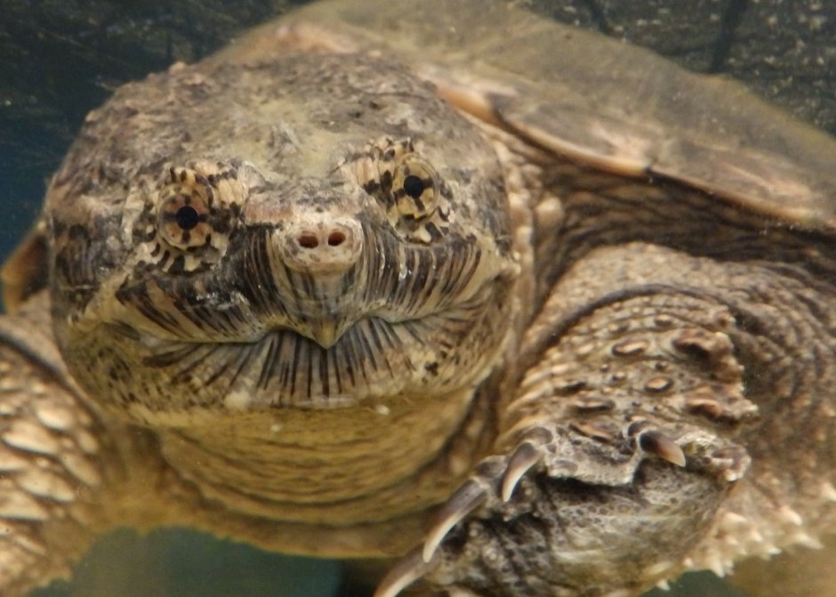 Грифовая черепаха альбинос