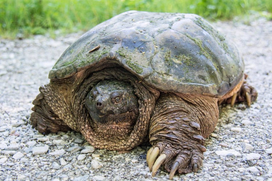 Аллигаторная черепаха