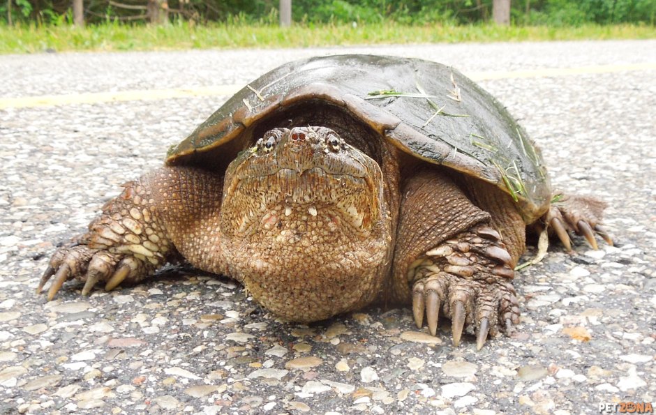 Каймановая черепаха