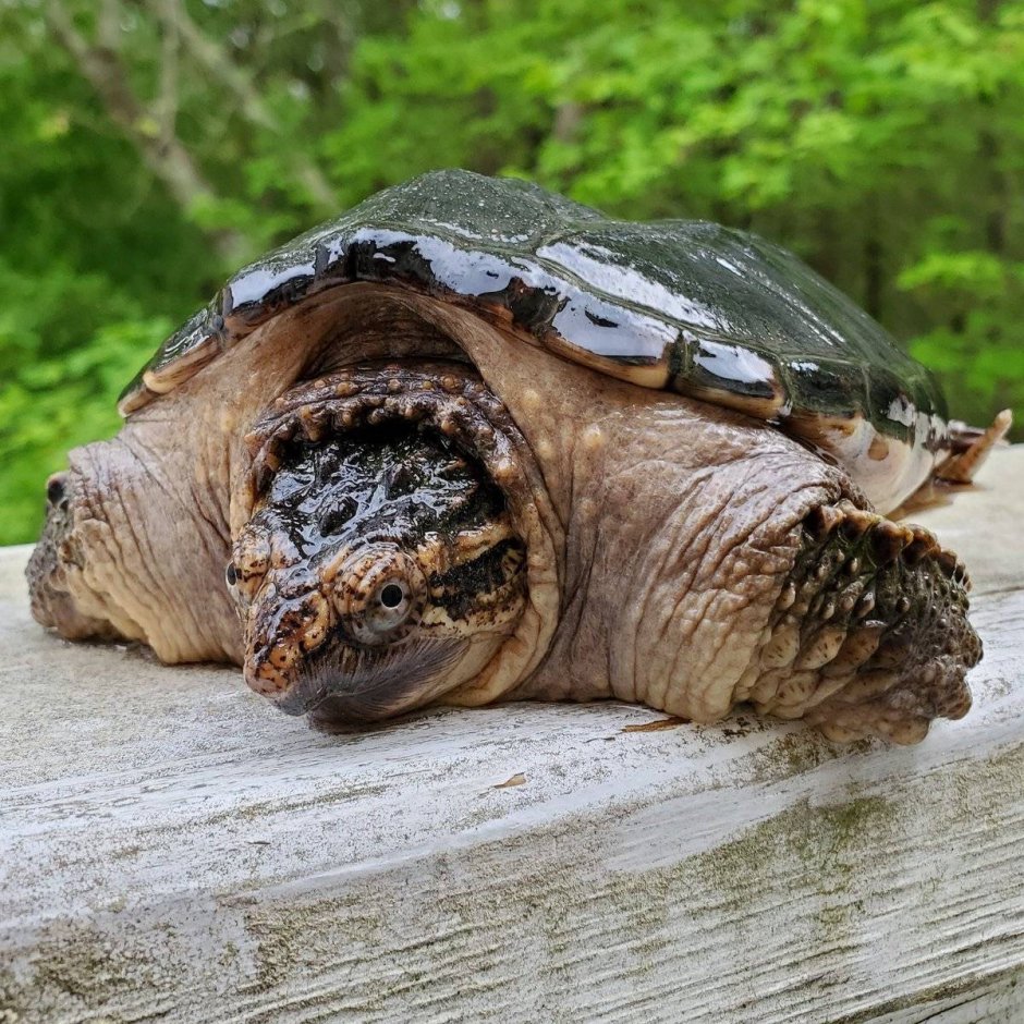 Грифовая черепаха