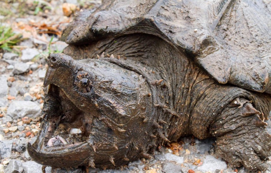 Грифовая черепаха Каймановая черепаха