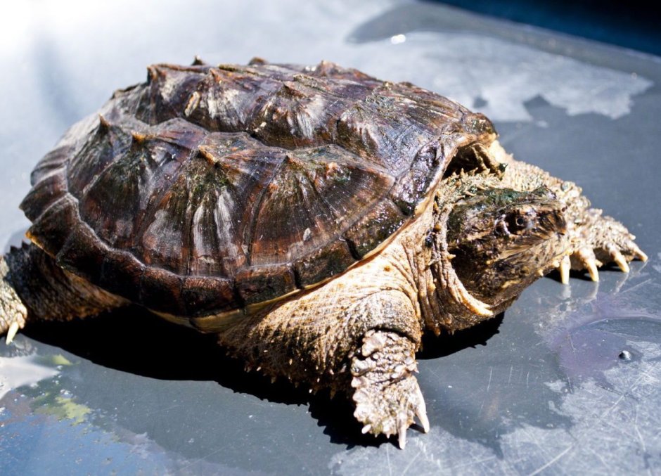 Гигантская Каймановая черепаха