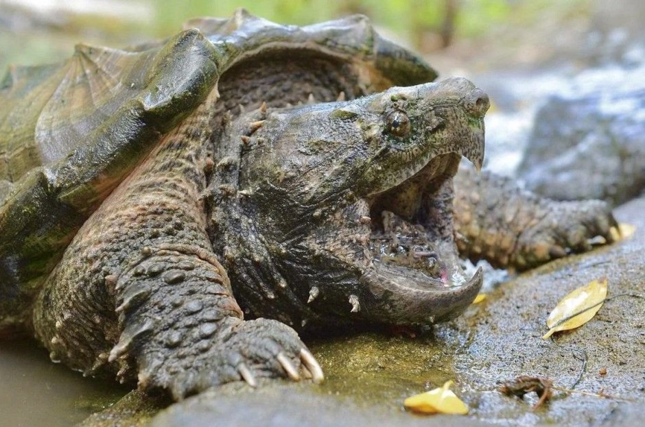 Грифовая черепаха Каймановая черепаха