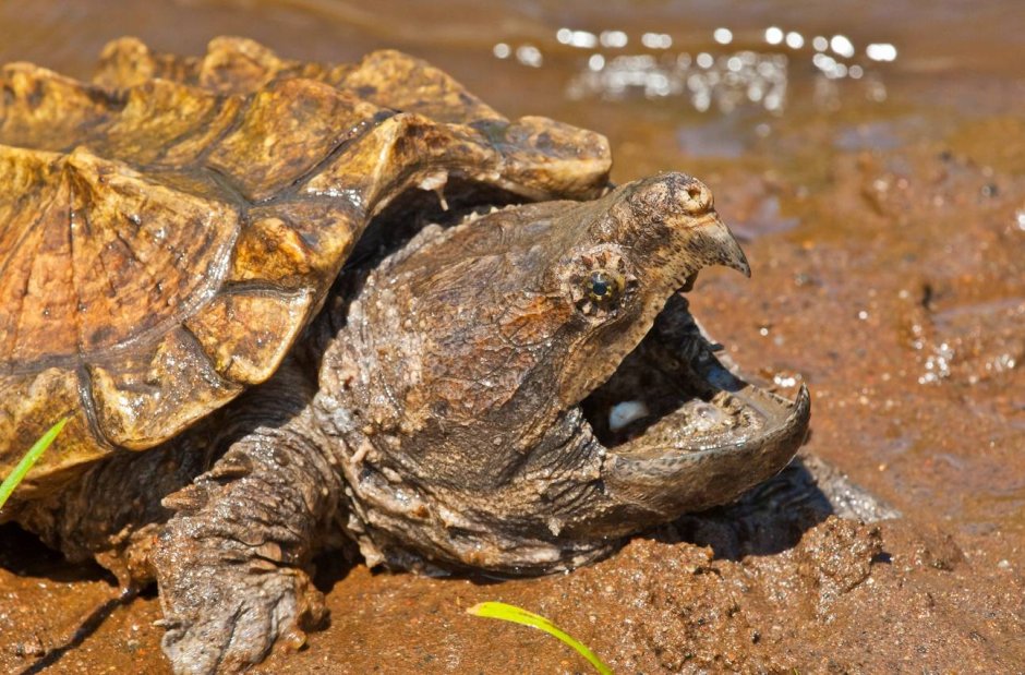 Черепаха Аллигатор