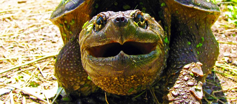 Грифовая черепаха