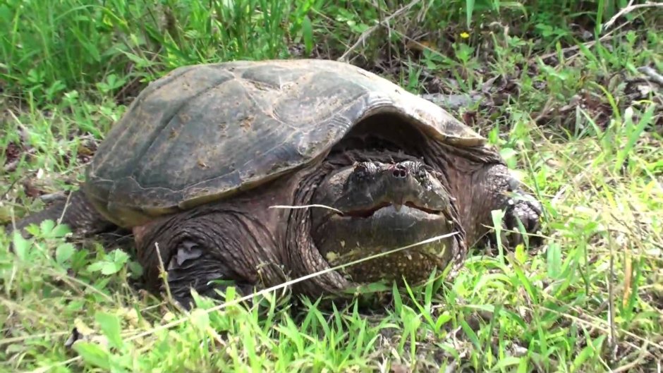 Бахромчатая черепаха Матамата