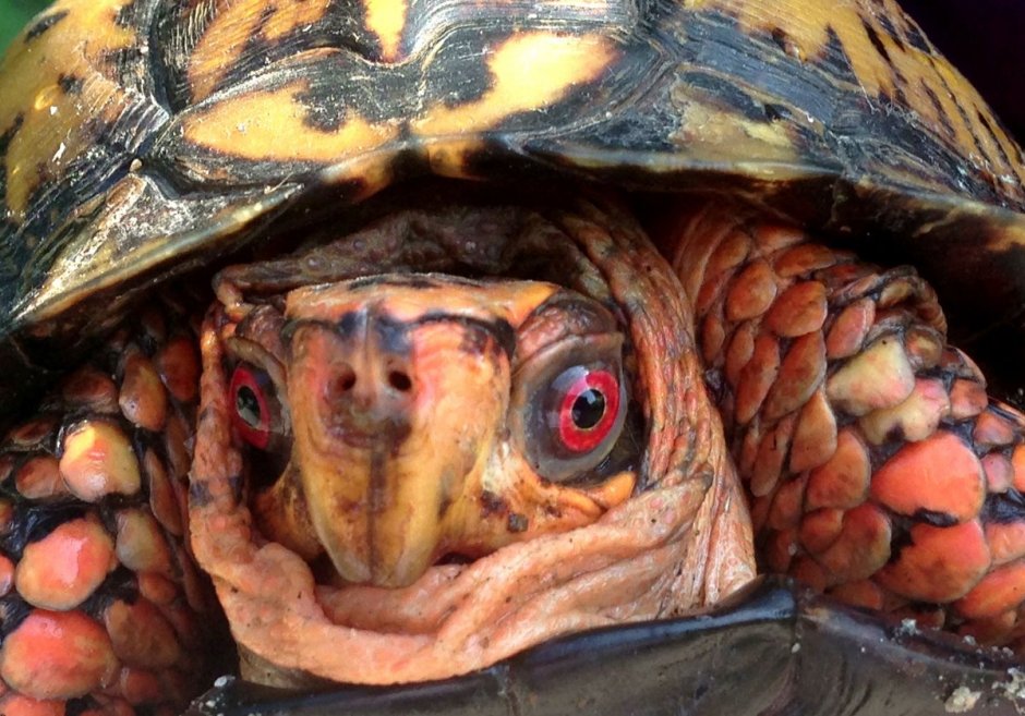 Морская черепаха страшная