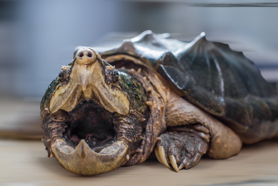 Каймановая черепаха (Chelydra serpentina)