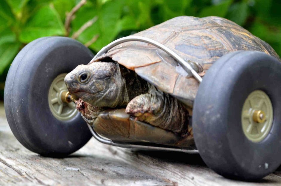 Трионикс альбинос