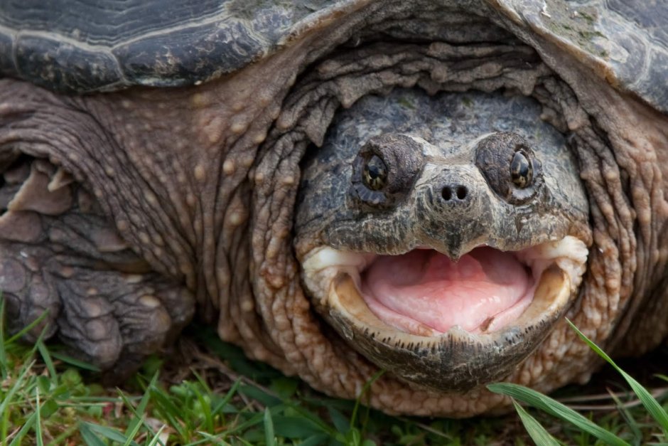 Северная Америка Каймановая черепаха