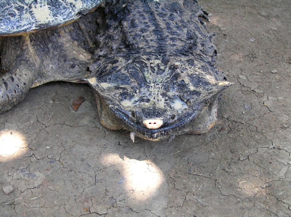 Северная Америка Каймановая черепаха