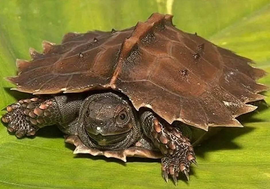 Черепаха торчилла