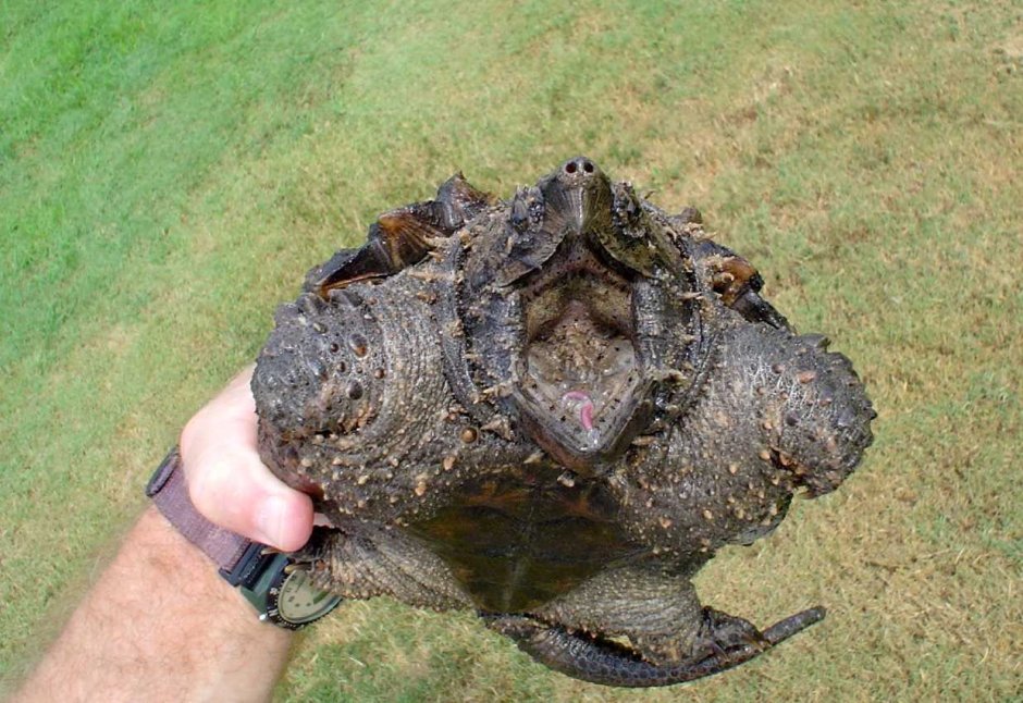 Грифовая черепаха