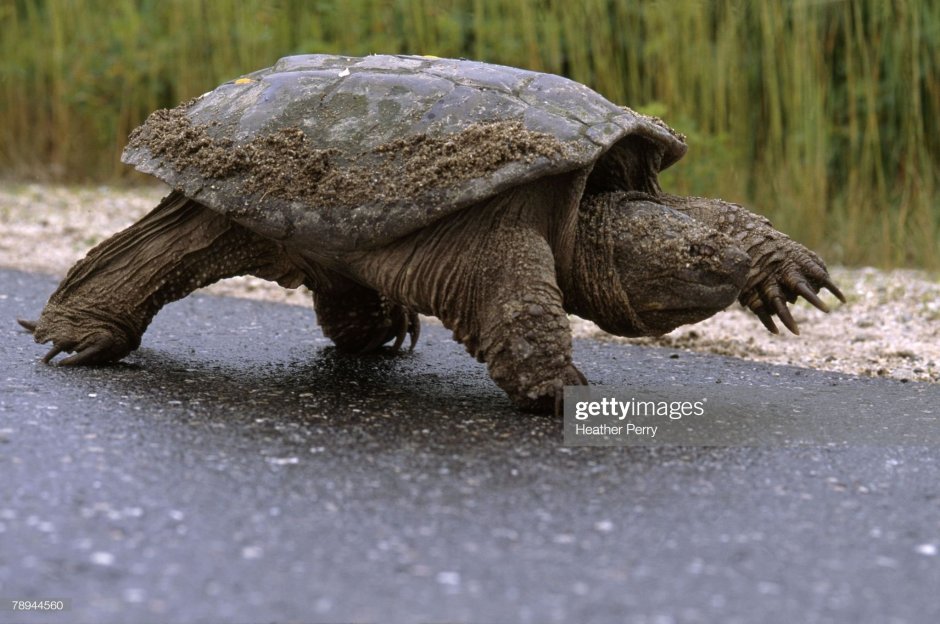 Шпороносная черепаха