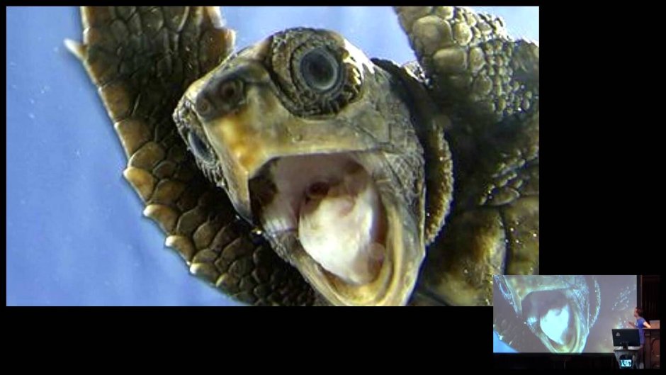 Черепаха Матамата