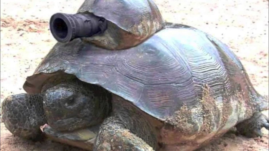 Лицо черепахи