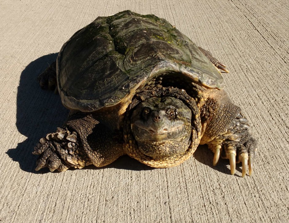 Каймановая черепаха